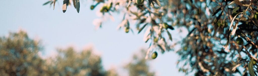 green tree with fruits